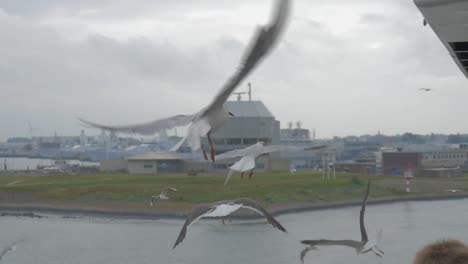 Feeding-Seagulls-on-a-Ferry-in-the-summer