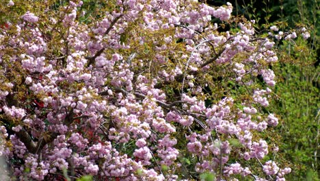 Wide-shot-of-a-cherry-tree-blossoming