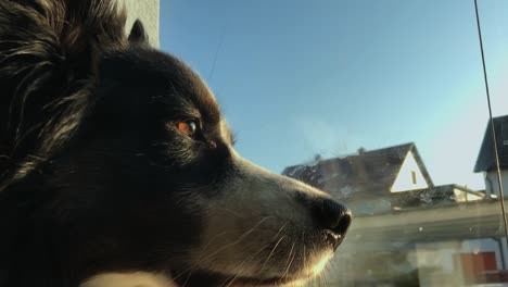 Close-up-shot-of-dog-with-brown-eyes-looking-out-of-the-window-with-bright-blue-sky