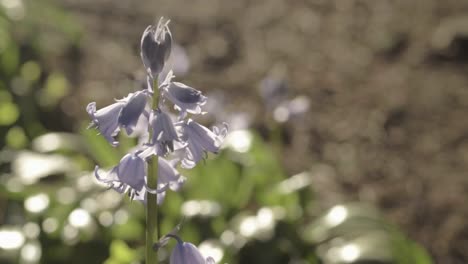 Pale-Bluebell-flowers-growing-in-woodland-in-springtime