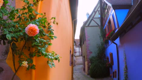 Colorful-flowers-growing-on-an-old-wall-in-a-back-alley-of-an-old-French-town