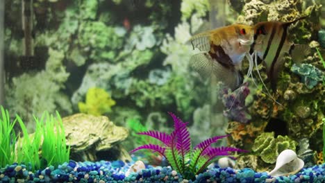 Two-adult-angel-fish-slowly-swimming-in-a-medium-sized-household-aquarium