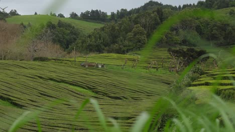 The-Only-Tea-Plantation-In-Europe---Gorreana,-Azores