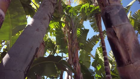 tropical-trees-moving-shot,-banana-and-coconut-trees,-blue-sky-in-background,-tropical-vacation-holiday,-shot-on-marbella-spain-but-could-be-in-any-tropical-location-close-to-the-equator