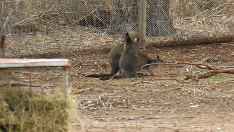 Wallaby's-mating-at-an-animal-sanctuary