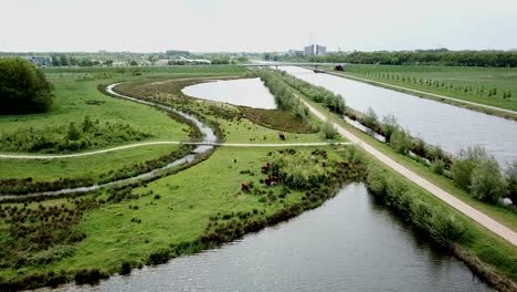 Drone-footage-of-flying-close-the-wild-cows-near-the-river-and-canal