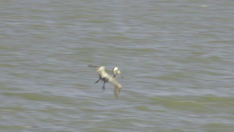 24fps-Normal-speed-footage-in-Galveston-beach