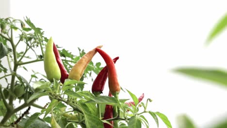 Tilt-down-homegrown-chilli-peppers-close-up-shot