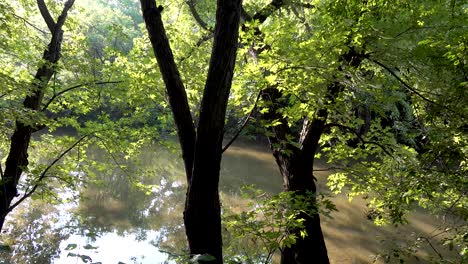 deep-forest-panning-shot-near-a-small-river-in-morning-sunlight-4k