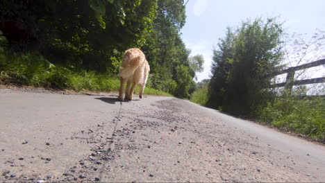 slow-motion-low-angle-of-a-unique-and-new-bread-goldendoodle-walking-on-a-leash-or-lead-in-the-summer-down-a-english-country-road-in-the-summer