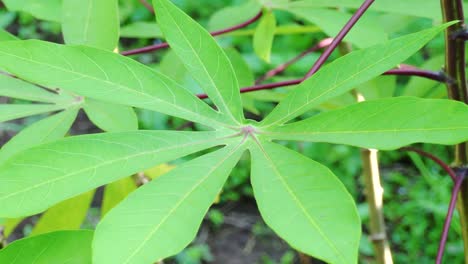 cassava-leaves-blow-by-wind