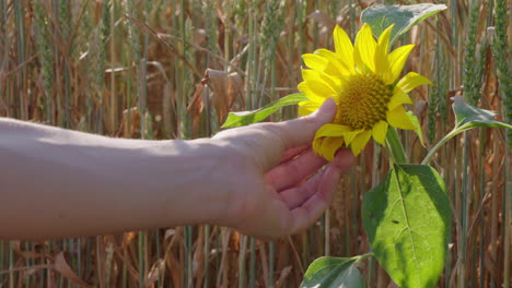 Eine-Frau-Berührt-Eine-Sonnenblume