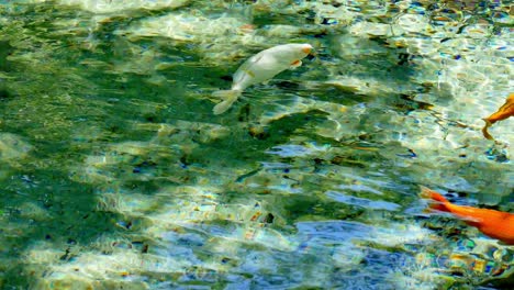 gold-and-white-Coy-carp-swimming-around-in-clear-water