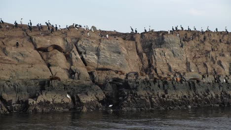PANNING-RIGHT-A-group-of-fur-seals-and-magellanic-cormorants-resting-on-a-rocky-island