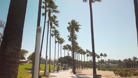 Path-lined-with-tall-palm-trees-blowing-in-the-warm-summer-breeze
