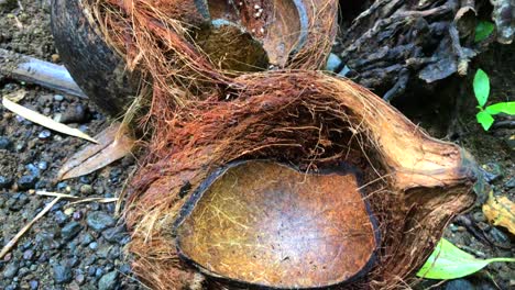 Broken-coconut-shell-in-a-forest-jungle-in-Ubud,-Bali,-Indonesia