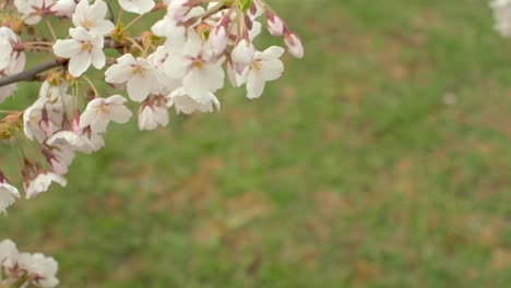 Frühlingsgrenze-Oder-Hintergrund-Mit-Weißer-Blüte