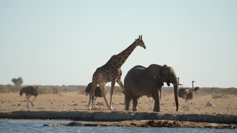 Eine-Giraffe-Geht-Ruhig-An-Einer-Gruppe-Strauße-Und-Einem-Elefanten-Am-Wasserloch-Vorbei