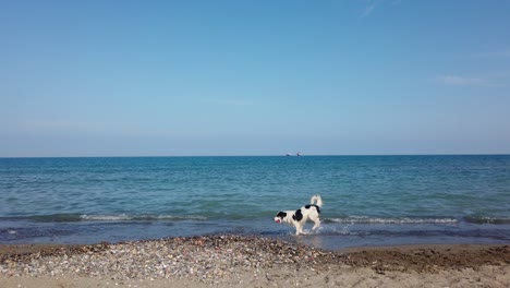 Hund-Läuft-In-Zeitlupe-Am-Strand