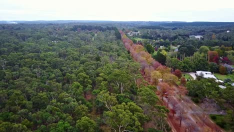 Aerial-footage-above-the-avenue-of-honour-in-Macedon,-central-Victoria,-Australia