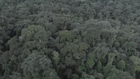 Drohnenflug-In-Der-Nähe-Von-Bäumen-Im-Dichten-Amazonaswald