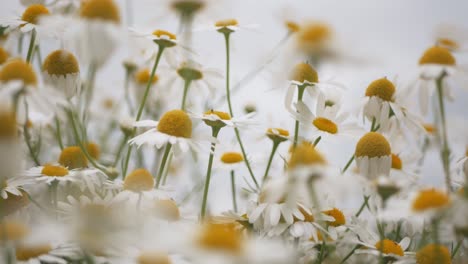 Nahaufnahme-Von-Weißen-Blüten-Mit-Großer-Gelber-Mitte,-Im-Wind-Wiegenden-Gänseblümchen,-Blumen-Aus-Der-Familie-Der-Asteraceae,-Schönheit-Der-Natur,-Selektiver-Fokus