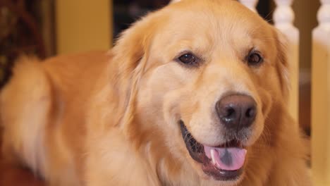 Close-up-of-Golden-Retriever-dog-lying-on-house-floor,-panting