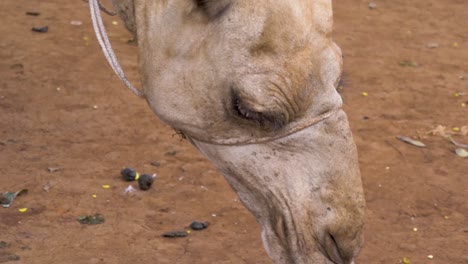 Nahaufnahme-Des-Kopfes-Eines-Kamels,-Während-Es-Vom-Boden-Frisst
