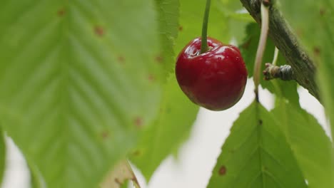 Ripe-cherry-fruit-hanging-on-a-cherry-tree
