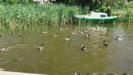 Ducks-are-swimming-in-the-canal