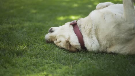 Verspielter-Hund-Liegt-Auf-Gras,-Labrador-2
