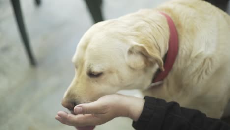 Dog-licking-a-hand,-Labrador-love