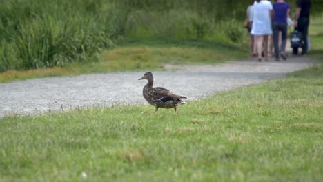 Female-Mallard-duck-walking-across-park-with-people-in-background