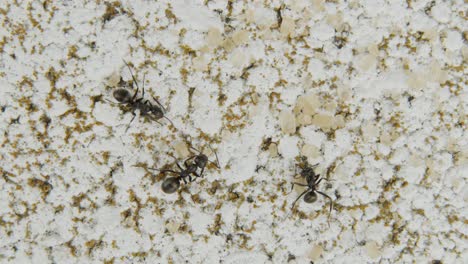 Makroaufnahme-Von-Drei-Ameisen,-Die-Zuckerkörner-Fressen