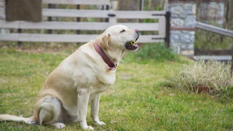 Verspielter-Labrador-Sitzt-Im-Gras-Und-Kaut-Einen-Ball