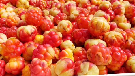 Group-of-cloudberries,-close-up-shot-of-hand-picking-up-single-berry