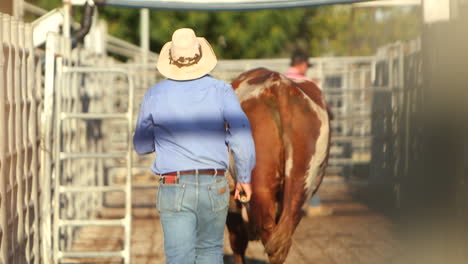Hard-working-cowboy-chasing-large-individual-bull-into-enclosure