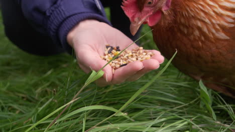 Slow-motion-free-range-chicken-pecking-at-food-from-a-hand