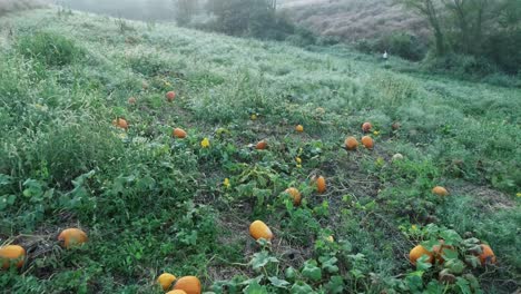 Aerial-camera-moving-backward-above-a-pumpkin-patch-with-ripe-fruit-ready-for-picking