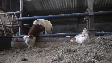 Vaca-Marrón-Y-Blanca-Comiendo-Y-Alimentando-Heno-En-El-Granero-Y-Pasto-Seco-En-Una-Granja-Orgánica-En-Los-Países-Bajos-Holanda