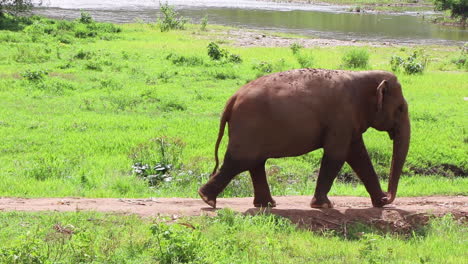 Elephant-walking-down-the-path-in-a-field