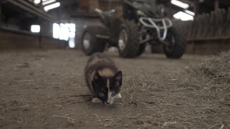 Two-Friendly-Kittens-Playing-in-a-Barn