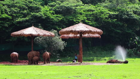 Familia-De-Elefantes-Pasando-El-Rato-Bajo-Una-Choza-De-Hierba