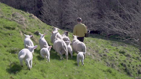 Weiße-Schafe-Und-Lämmer-Folgen-Dem-Bauern-Bergab-In-Einem-Feldslomo