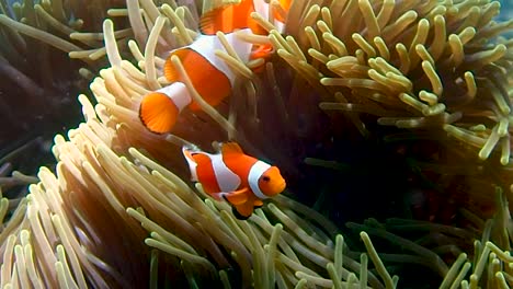 2-Peces-Nemo-Están-Protegiendo-Su-Hogar
