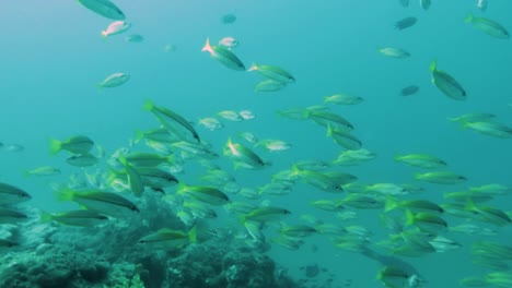 Schwarm-Gelbschwanzfische,-Die-Sich-Entlang-Des-Korallenriffs-Bewegen,-Schwimmen-In-Richtung-Kamera-Philippinen