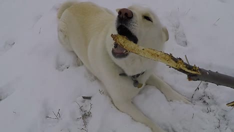 Zeitlupe---Weißer-Husky-Hund-Kaut-Auf-Einem-Ast-Im-Schnee
