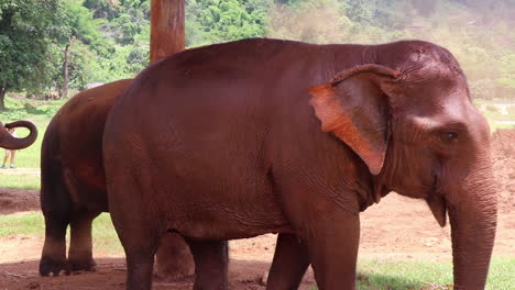 Amazing-close-up-shot-of-two-elephants-next-to-a-pole