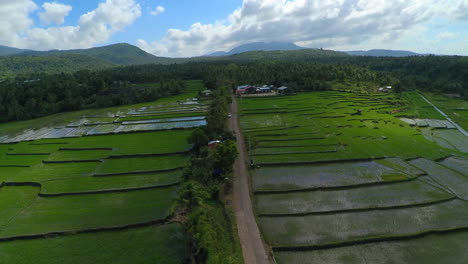 A-drone-shot-from-a-road-path-leading-to-a-barangay-in-Buhi-Philippines-with-rice-fields-to-the-left-and-right-of-the-small-path