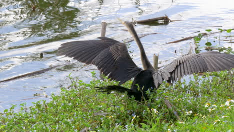 Crane-opening-its-wings-and-preparing-to-fly-at-the-Florida-everglades
